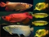 Grade-+A-Arowana-Fish