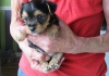 Sweet Spectacular Akc Intelligent Male Female Teacup Yorkie Puppies Ready