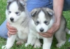 AKC Registered Precious and Lovely Blue Eyes Siberian Husky Puppies for adoption