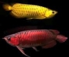 Live-Arowana-Fish-Available