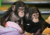 Adorable babies chimpanzee for adoption.