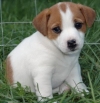 WOW LOVELY MALE AND FEMALE MINIATURE JACK RUSSELL PUPPIES FOR HOME ADOPTION
