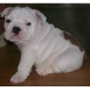 English Bulldog Puppies For Sale/Adoption