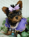 AKC Tiny Yorkshire Terrier Female - 11 Weeks Old