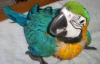 * Amazons * Black palm cockatoo * Blue and gold macaw