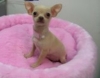 Lovely chihuahua puppies for adoption