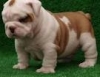 English bulldog puppies for caring and lovely home.