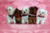 Maltesepuppies