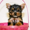 Lovely male and female Yorkie puppies for adoption
