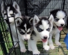  Quality Siberian Husky Puppies Akc/ofa/cerf 