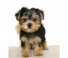 Free Micro Tiny T-cup Yorkie Puppies.