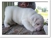 Adorable Male and Female English Bulldog Puppies Free Adoption