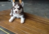 Amazing siberian husky puppies ready now to go