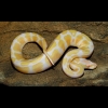  100% Hets babies albino and piebald ball pythons for sale