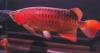 Arowana Fishes of all breed and zies for sale
