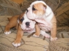 Wonderful and lovely english bulldog puppies for rehoming