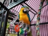 Congo African Grey Parrot, hyacinth macaw parrots and blue and gold macaw parrots sales