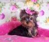 cut and nice yorkie pupppy for adoption