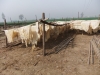 Cow hide,wet and dry cow shins,cow head hide