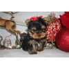 Healthy Yorkshire Terrier Puppies For  Adoption