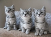 British Short Hair Kittens available now