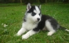 !â™¥ â™¥ Oustanding  and cute â™¥ â™¥  Siberian Husky Puppies Available â™¥ â™¥