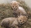 Cheetah cub twins