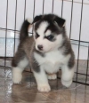 Gorgeous Siberian Husky puppies available 