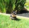 Super Tiny AKC Male and Female Yorkshire Terrier Puppy 