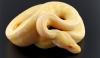 Hatchling Albino Spider Python for Adoption - 11 Weeks Old