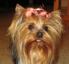  mimi a beautiful little Yorkie you will like to have