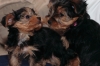 Male and Female Tea cup Yorkie Puppies 509 569-7541