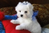 home trained maltese puppy