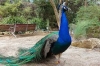 blue indian peacock