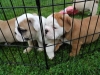 Bred for quality and conformity English bulldog puppies
