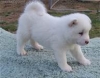 akita puppies for a home