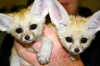 Licensed Fennec Fox  Babies For Sale-Text-206-508-5582