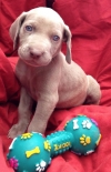 Weimaraner pups