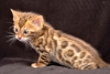 Quality TICA Bengals Kittens Available.