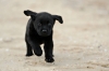 Black Labrador retrievers puppies available