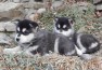 Awesome Alaskan Malamut Puppies