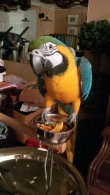 Tame Blue and Gold Macaw Parrots With Cage and Toys