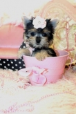 We have two beautiful Yorkie puppies,