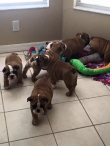ENGLISH AND FREANCH BULLDOG PUPPIES FOR YOU