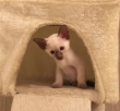 Beautiful Siamese Kitten For loving homes.