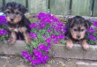 Quality male and female Yorkshire Terrier Puppies