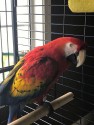 Beautiful Well Mannered Scarlet Macaw