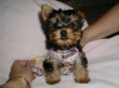 male and female yorkie puppies for sale