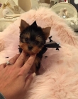 Male and female yorkie puppies