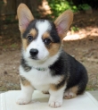 Pure Pembroke Welsh Corgi Puppies